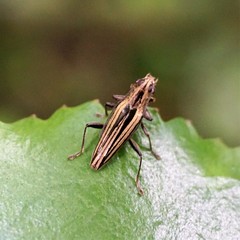 Navomorpha sulcata