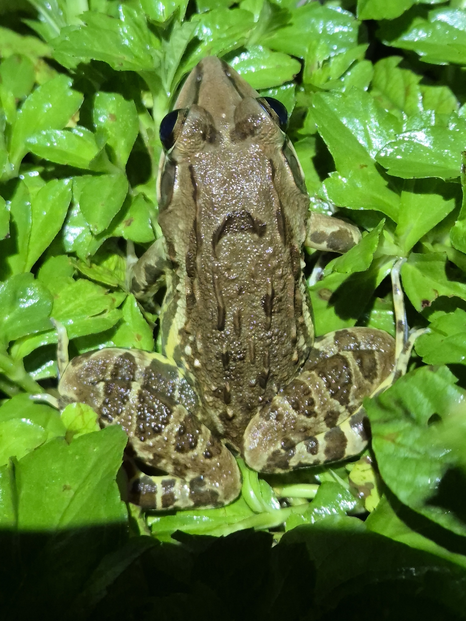 Indian Bull Frog