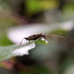 Navomorpha sulcata