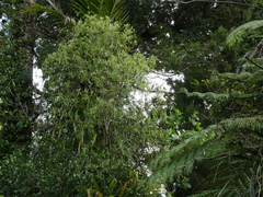 Pittosporum cornifolium