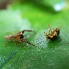 Harmonia antipoda