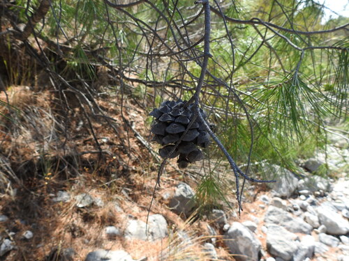 Pince's pinyon pine (Pinus pinceana)