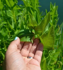 Hasteola suaveolens