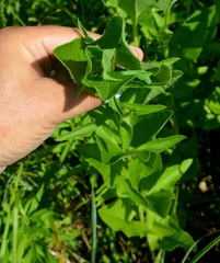 Hasteola suaveolens