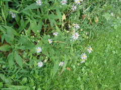 Symphyotrichum puniceum puniceum