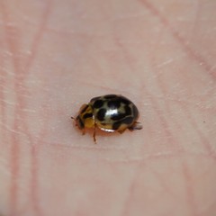 Harmonia antipoda