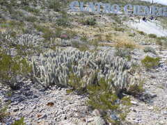 Grusonia bradtiana, photograph (c) Leticia Jiménez Hernández, some rights reserved (CC BY-SA)