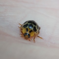 Harmonia antipoda