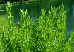 Hasteola suaveolens