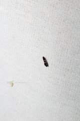 Eudarcia eunitariaeella