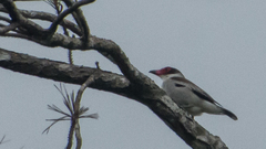 Tityra semifasciata image