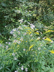 Symphyotrichum puniceum puniceum