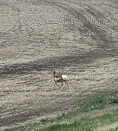 Pronghorn