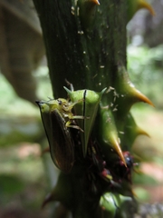 Alchisme tridentata