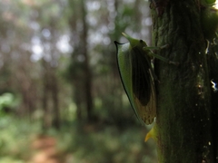 Alchisme tridentata