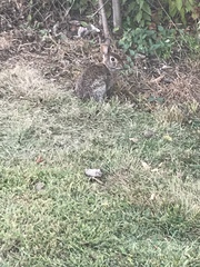 Sylvilagus floridanus