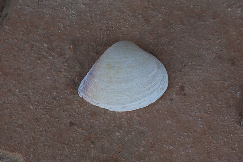 Mactra maculata observed 2025-05-26