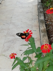 Parides anchises