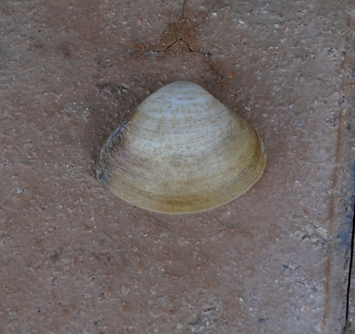 Mactra maculata observed 2025-05-26