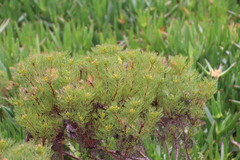 Serruria foeniculacea