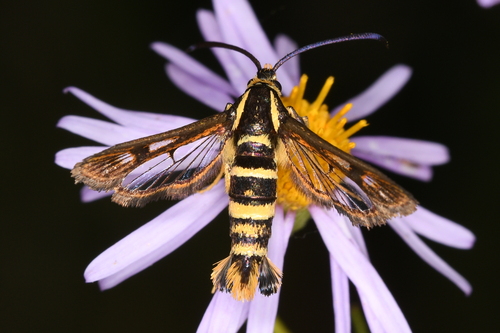 Strawberry Crown Moth photo 5