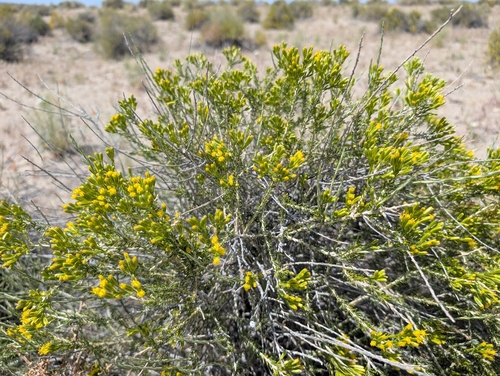 littleleaf horsebrush (Tetradymia glabrata)