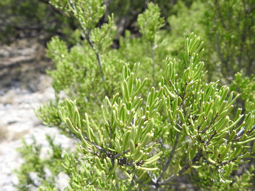 Mortonia greggii, photograph 6