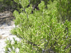 Mortonia greggii, photograph (c) Leticia Jiménez Hernández, some rights reserved (CC BY-SA)