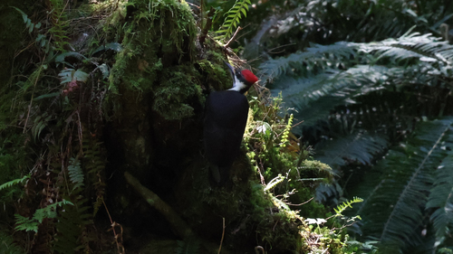 Pileated Woodpecker