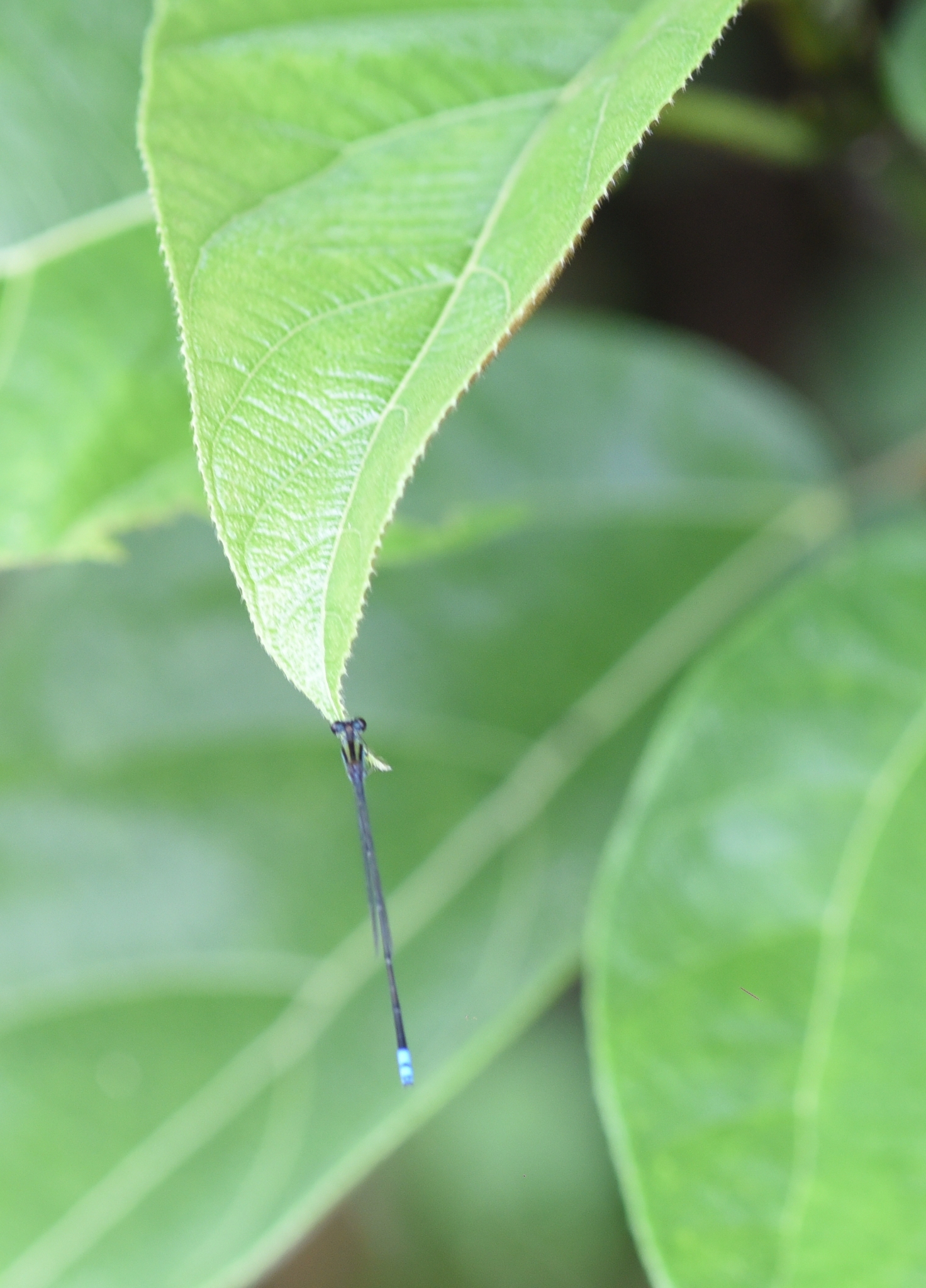 Yellow-Striped Sprite