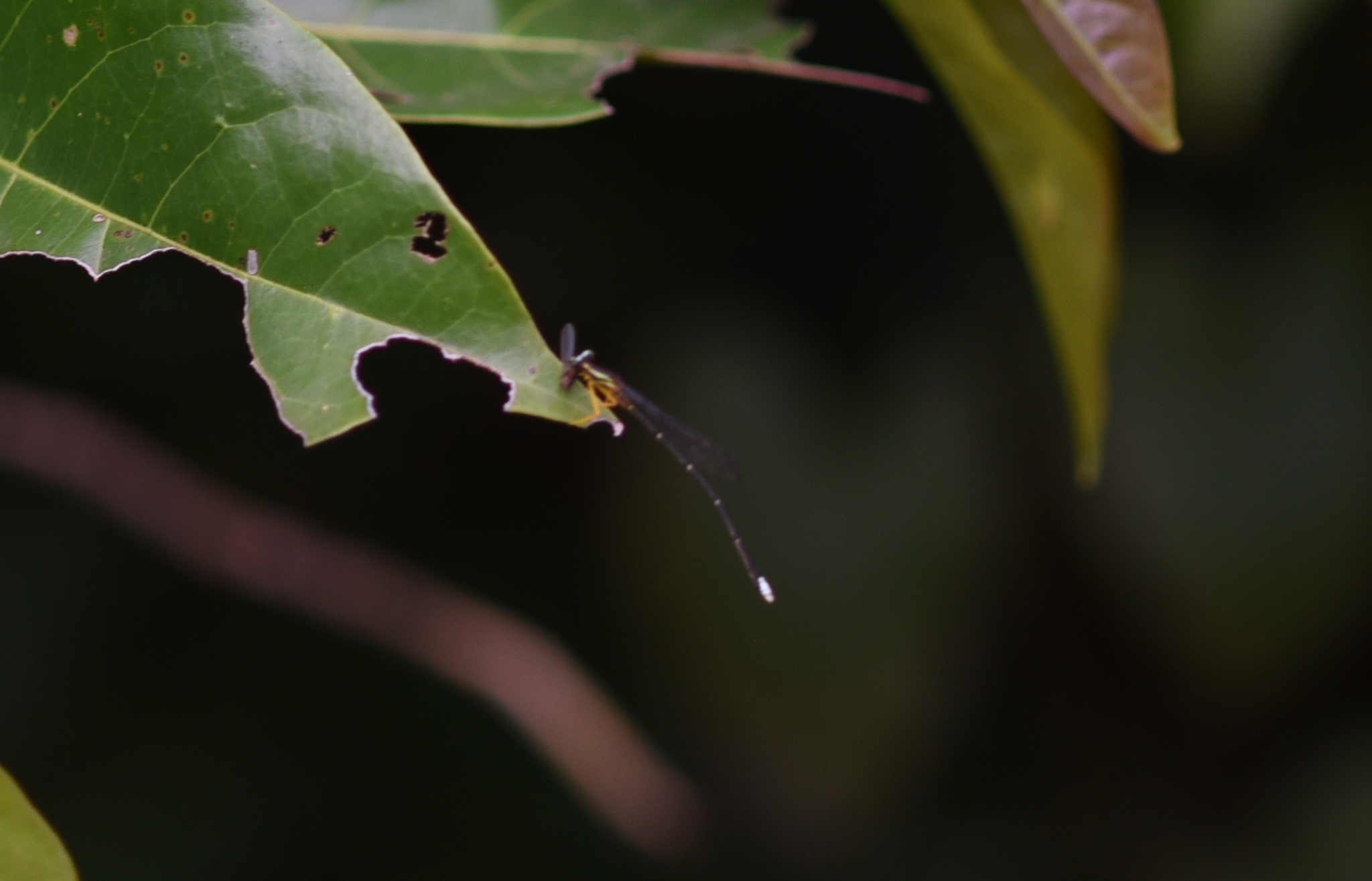 Yellow Featherleg