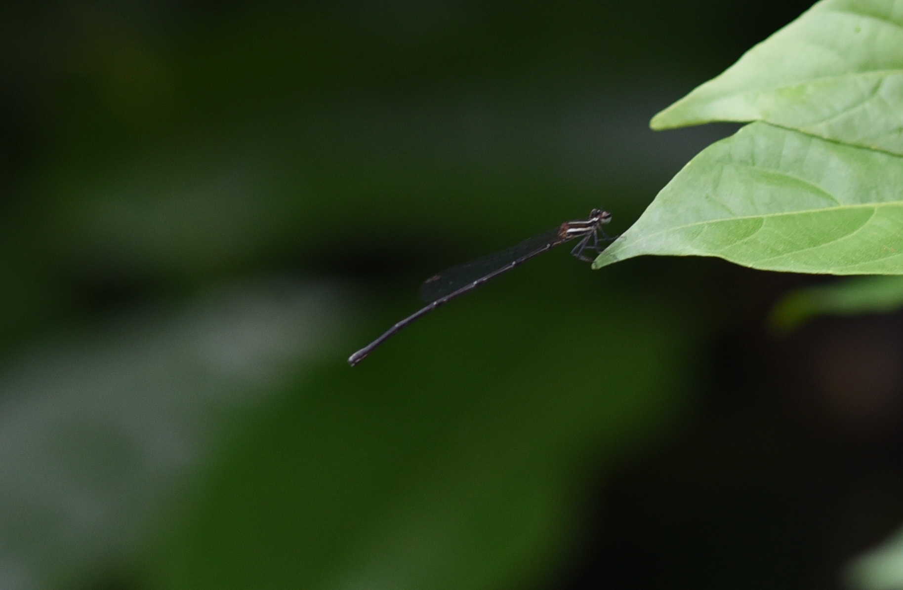 Orange-Striped Threadtail