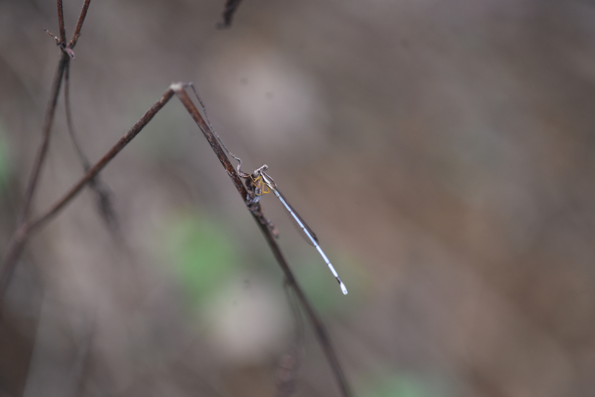 Yellow Featherleg