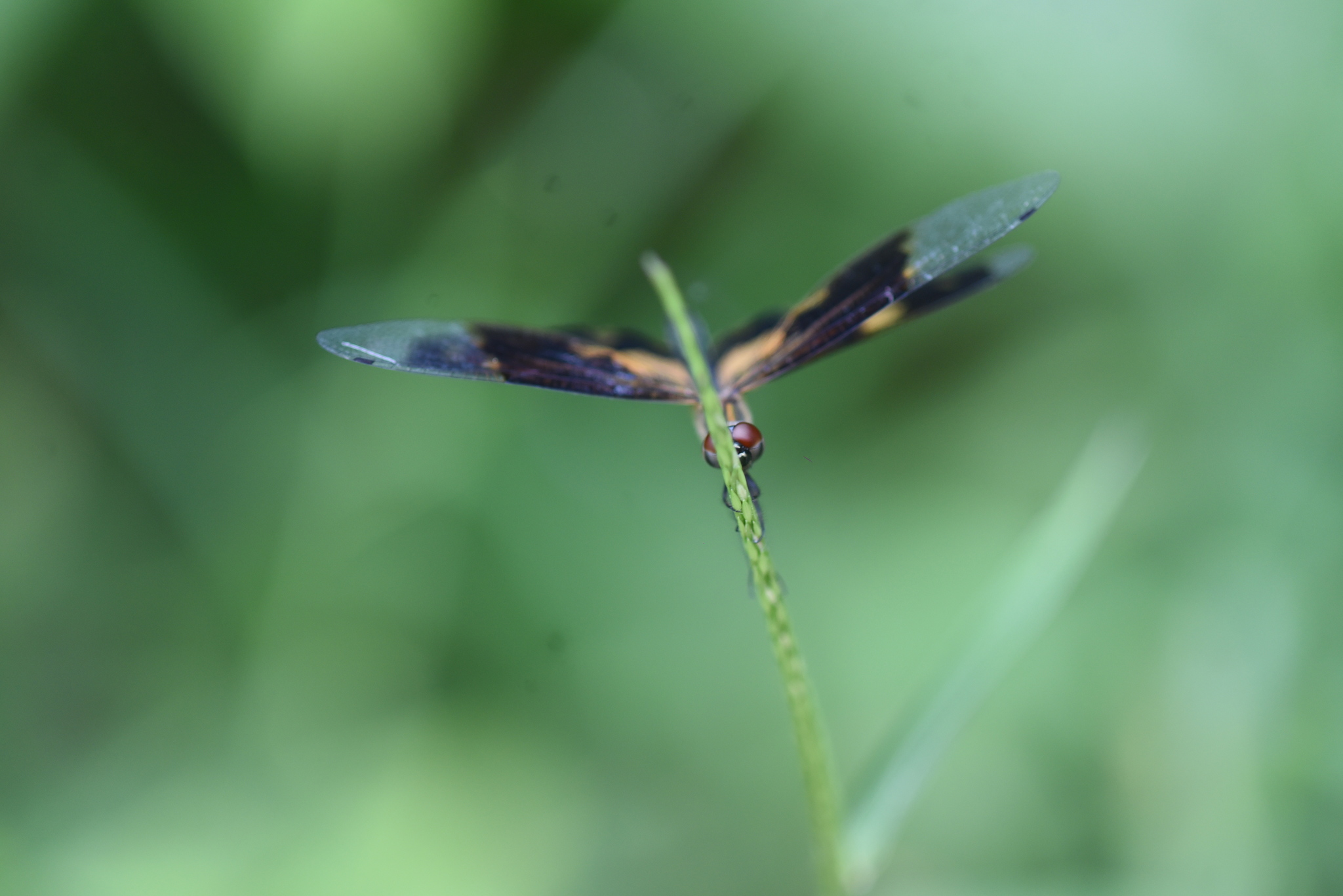 Common Picture Wing