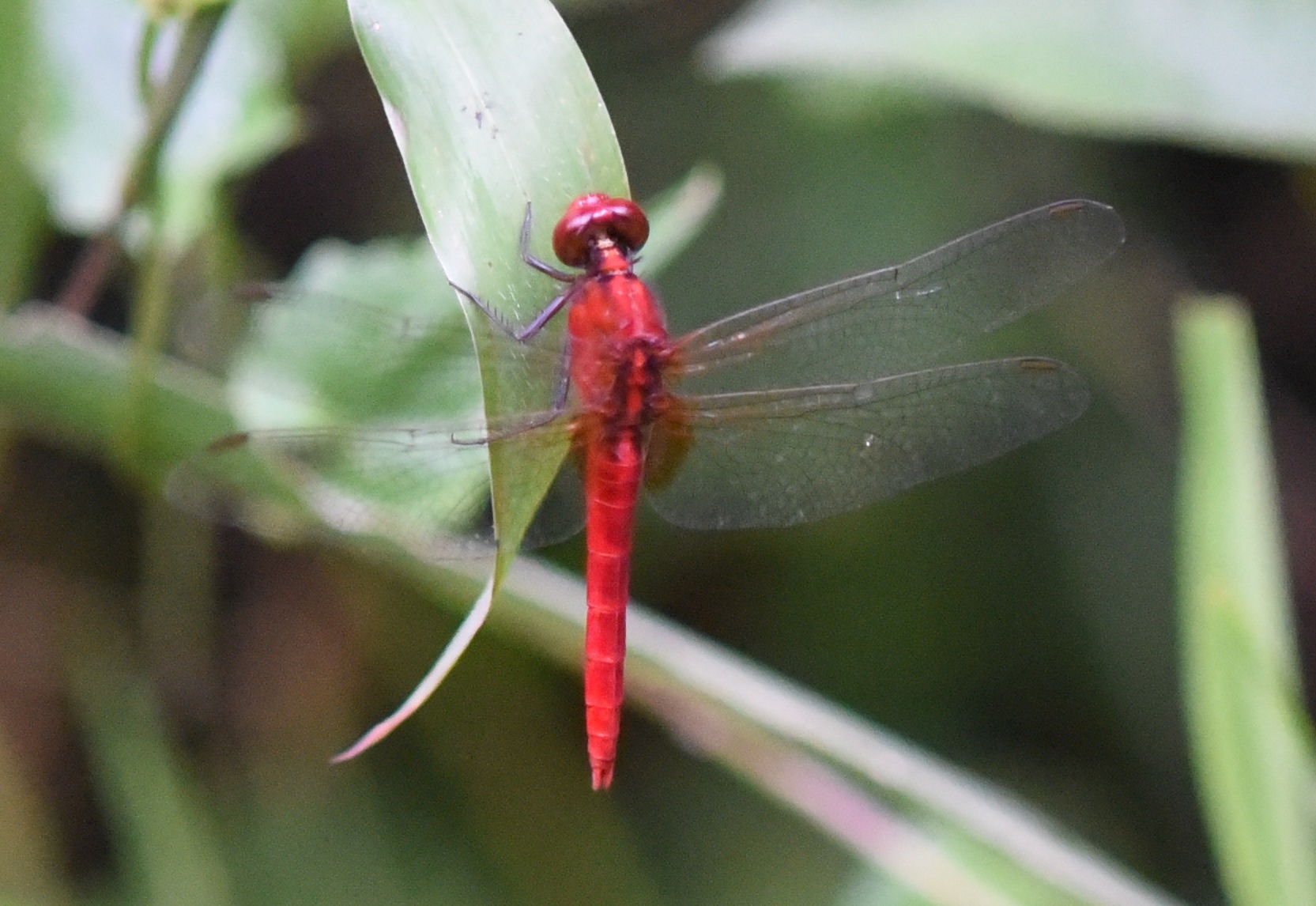 Rufous Marsh Glider