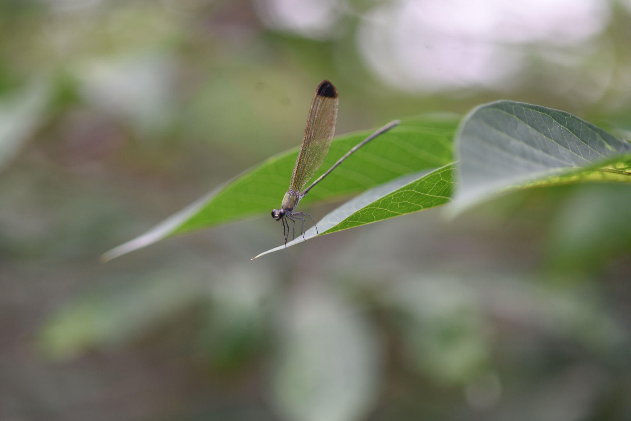 Black-Tip Flashwing