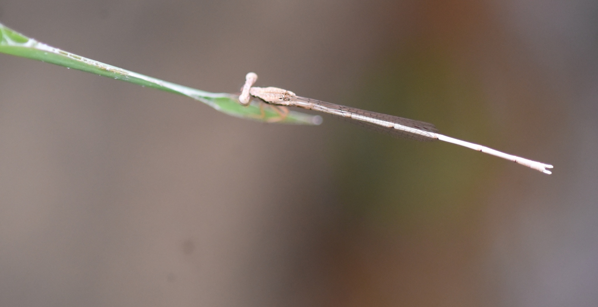 Yellow Featherleg
