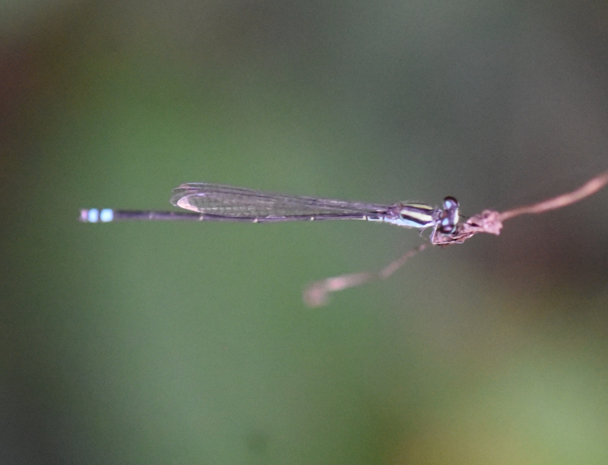Yellow-Striped Sprite