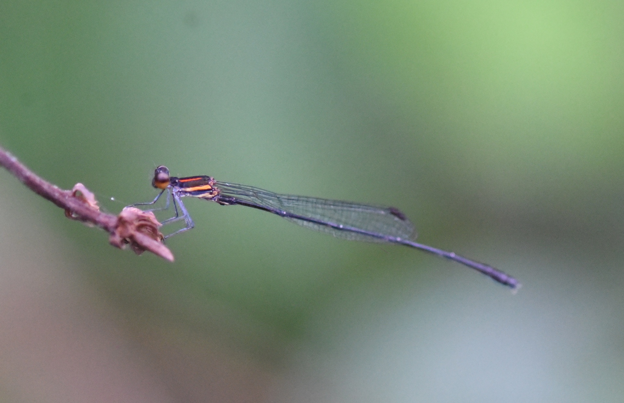 Orange-Striped Threadtail
