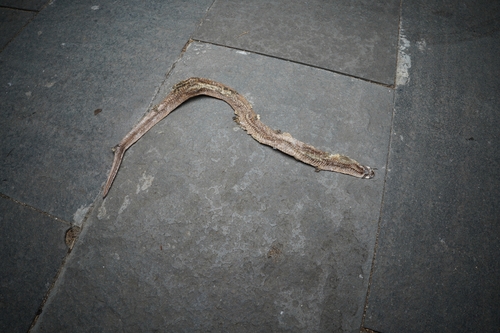 Double-striped Kukri Snake