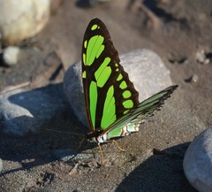 Philaethria dido