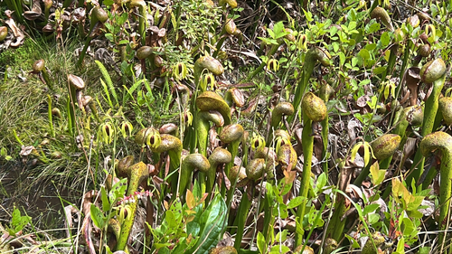 California Pitcher plant (Darlingtonia californica)