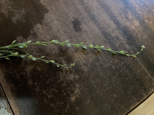Lepidium sativum iNat (1)
