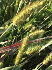 Setaria pumila