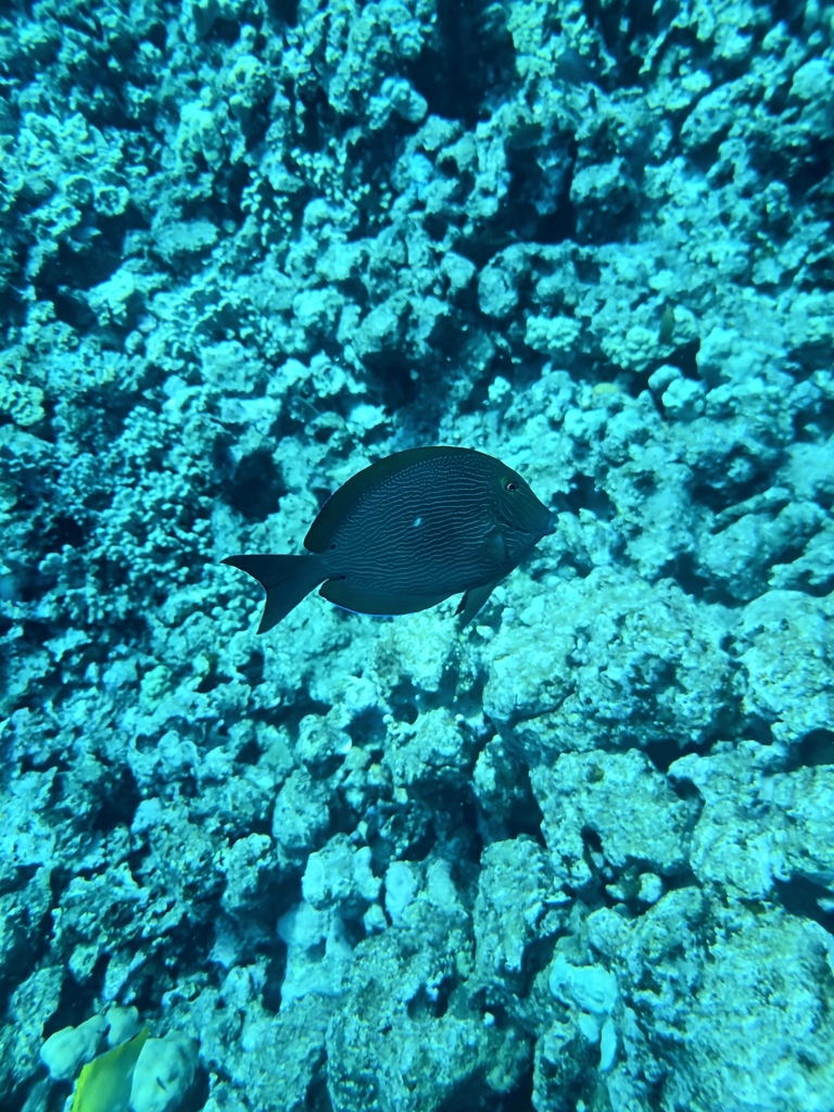 Bluelined surgeonfish