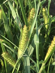 Setaria pumila