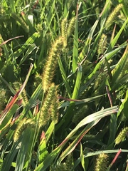 Setaria pumila