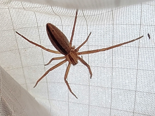 Oblong Running Spider photo 4
