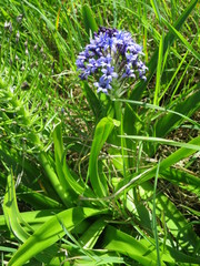 Scilla peruviana