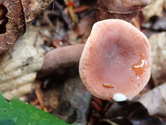 Lactarius hepaticus